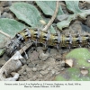 vanessa cardui pyatigorsk larva5 5
